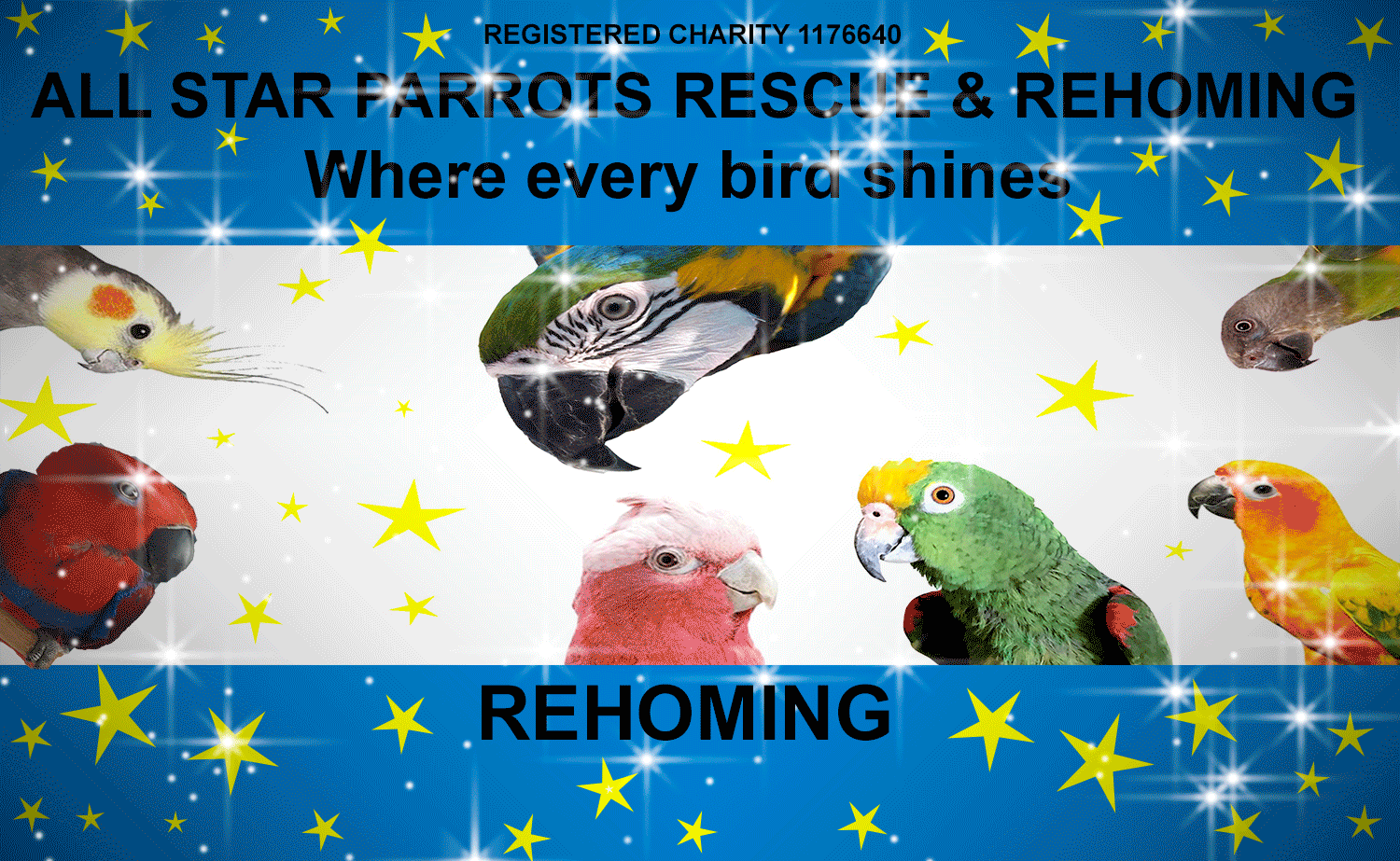 rehoming parrots uk