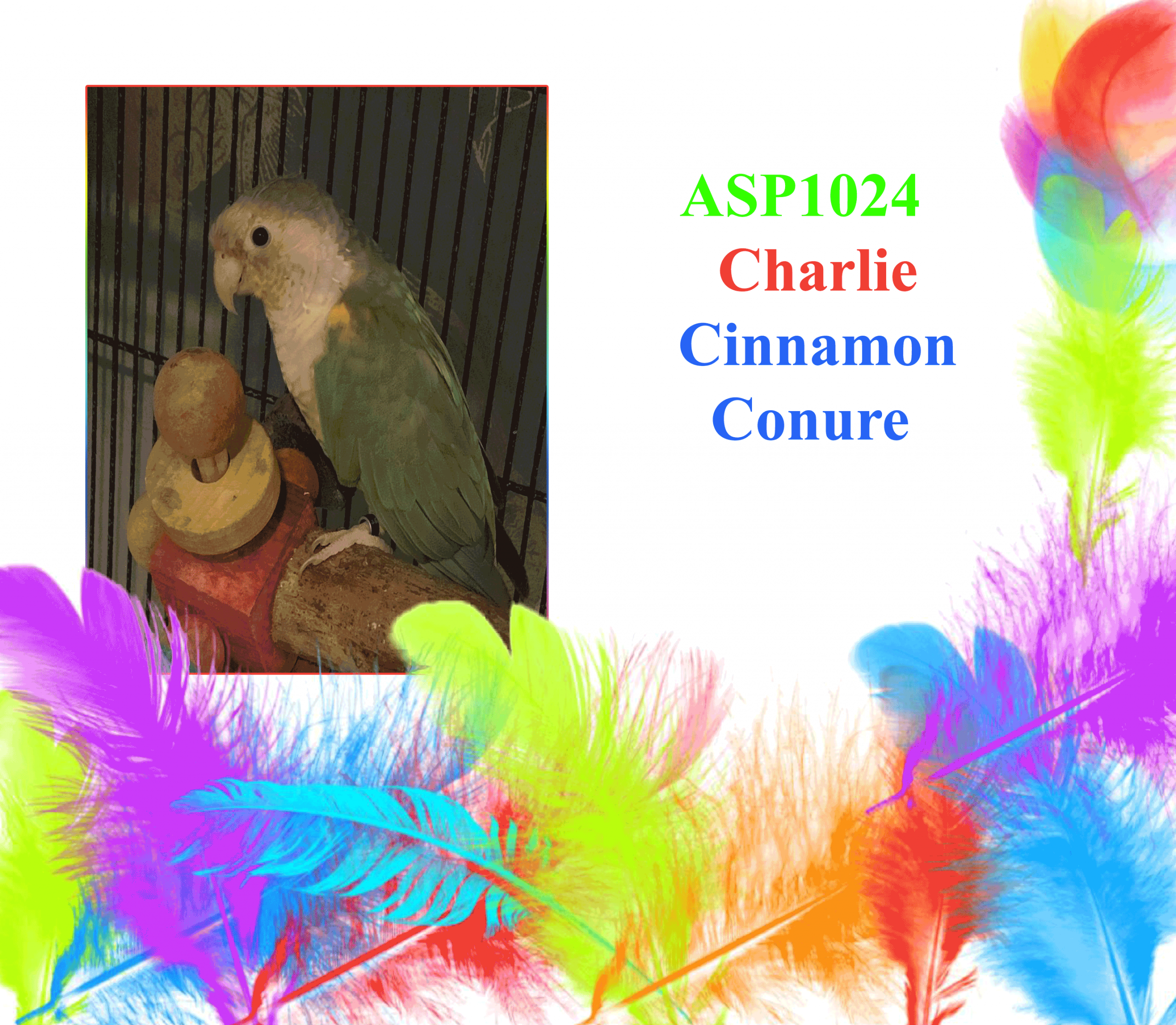 asp1024—Charlie–Cinnamon-Conure – All Star Parrots
